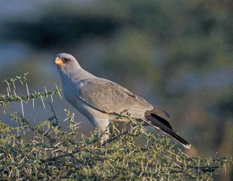 Dark Chanting Goshawk (Melierax metabates) - Wiki; DISPLAY FULL IMAGE.