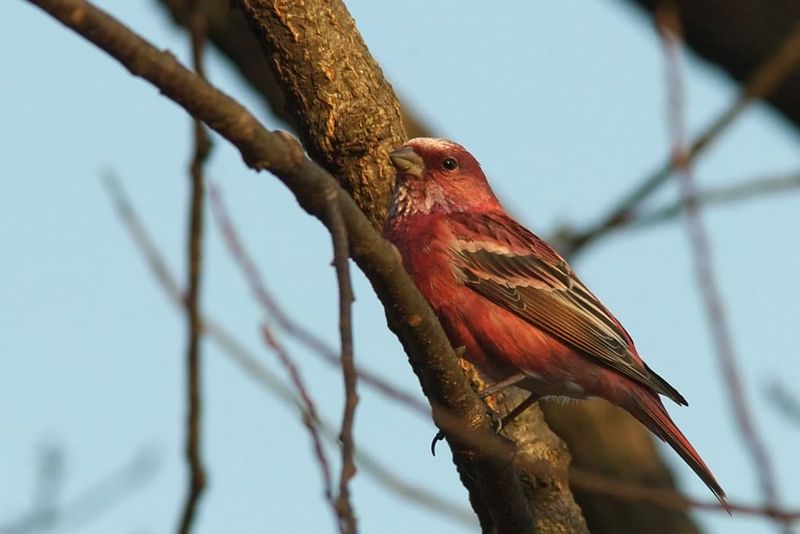 Pallas's Rosefinch (Carpodacus roseus) - Wiki; DISPLAY FULL IMAGE.