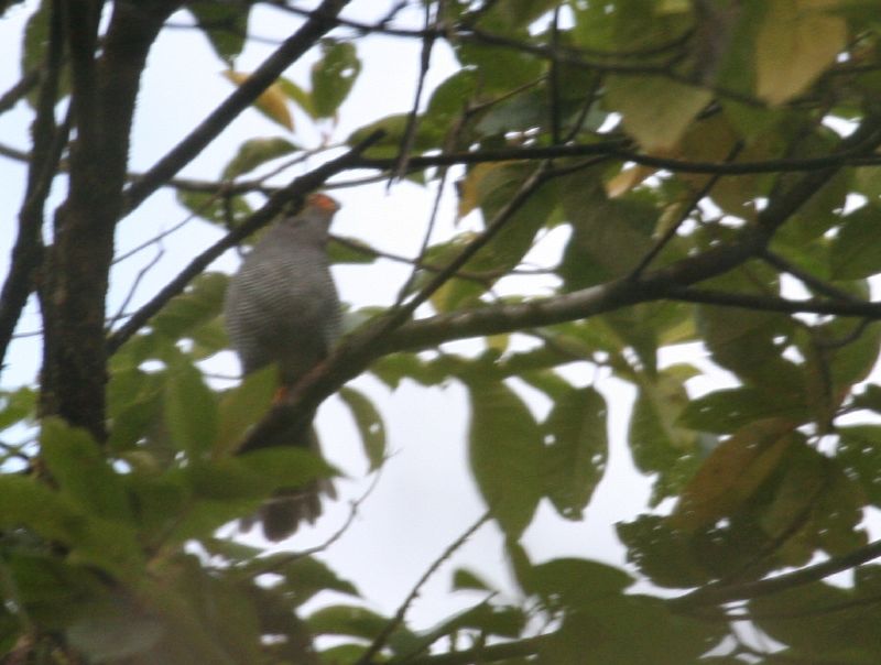 Plumbeous Forest-falcon (Micrastur plumbeus) - Wiki; DISPLAY FULL IMAGE.