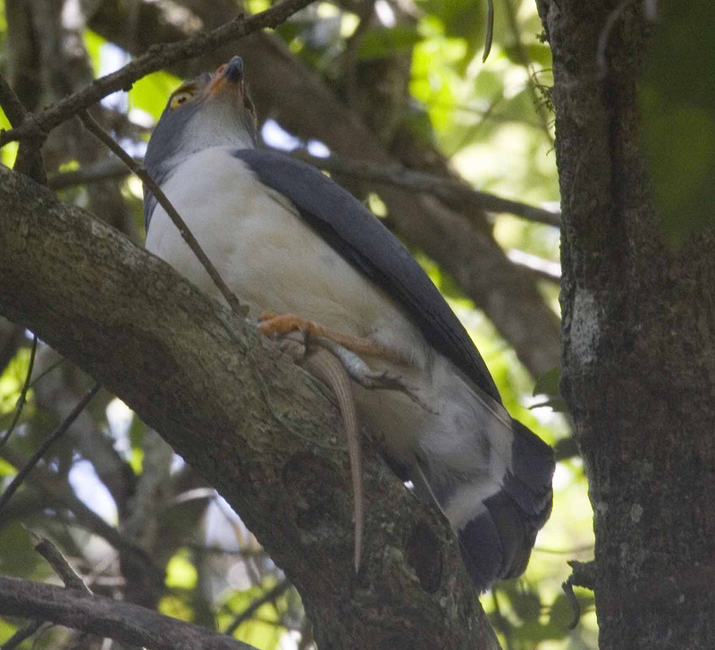 Slaty-backed Forest-falcon (Micrastur mirandollei) - Wiki; DISPLAY FULL IMAGE.