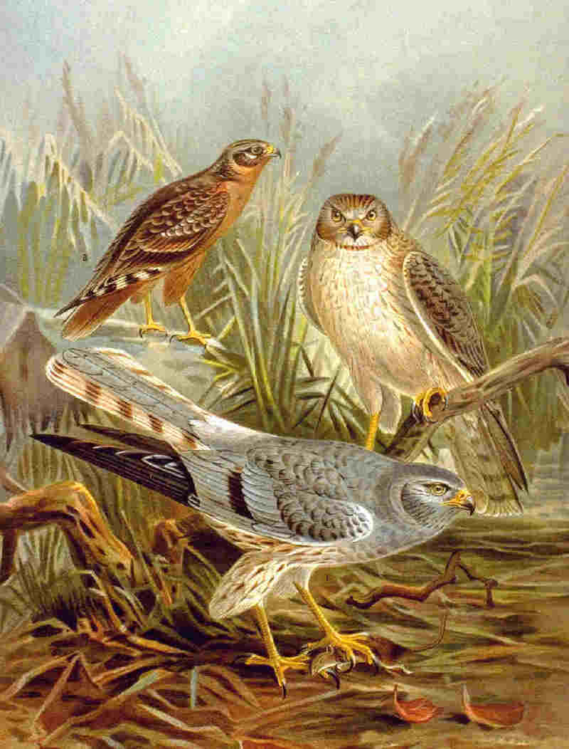 Harrier (Family: Accipitridae, Subfamily: Circinae) - Wiki; DISPLAY FULL IMAGE.
