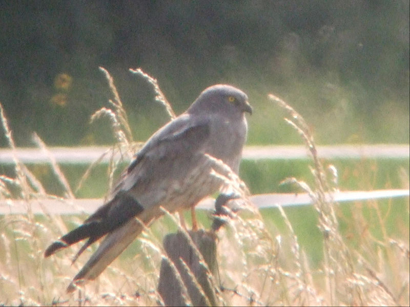 Montagu's Harrier (Circus pygargus) - Wiki; DISPLAY FULL IMAGE.