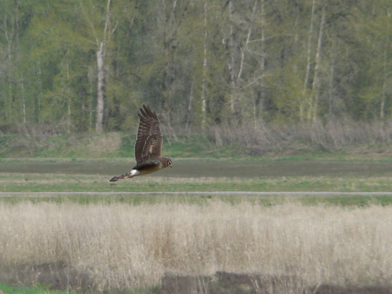 Northern Harrier, Hen Harrier (Circus cyaneus) - Wiki; DISPLAY FULL IMAGE.