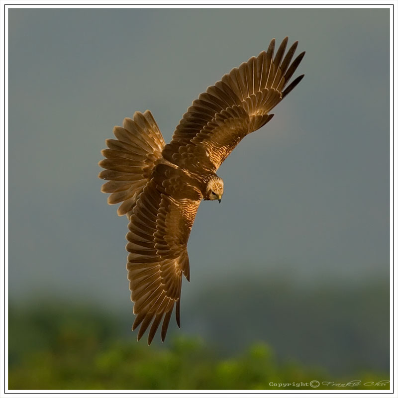 Eastern Marsh Harrier (Circus spilonotus) - Wiki; DISPLAY FULL IMAGE.