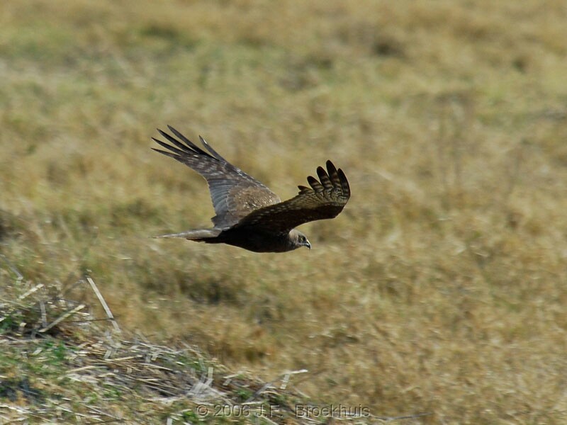 African Marsh Harrier (Circus ranivorus) - Wiki; DISPLAY FULL IMAGE.