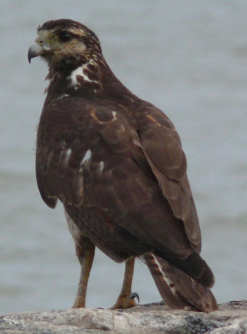 Long-winged Harrier (Circus buffoni) - Wiki; DISPLAY FULL IMAGE.