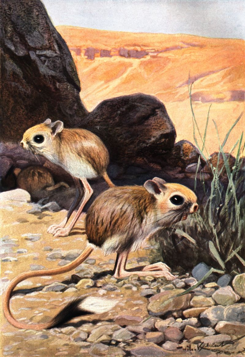 Lesser Egyptian Jerboa (Jaculus jaculus) - Wiki; DISPLAY FULL IMAGE.