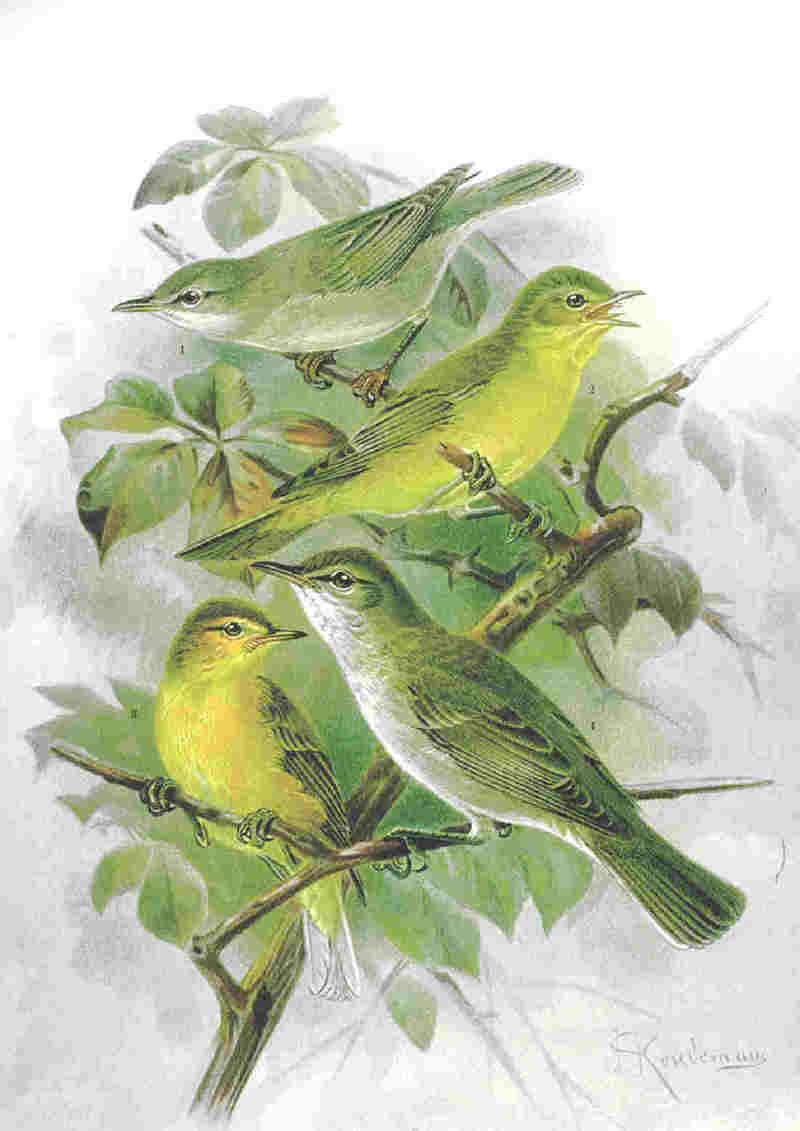 Tree Warbler (Family: Acrocephalidae, Genus: Hippolais) - Wiki; DISPLAY FULL IMAGE.