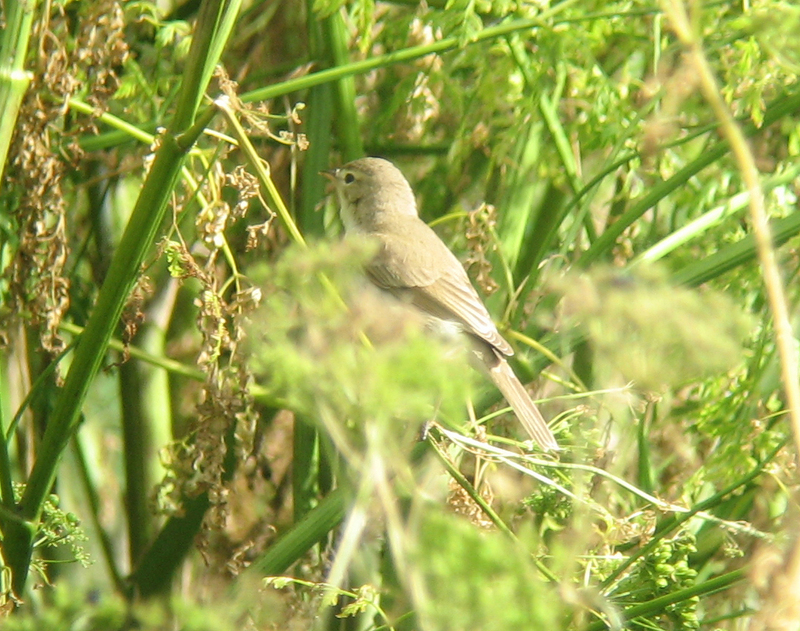 Booted Warbler (Hippolais caligata) - Wiki; DISPLAY FULL IMAGE.