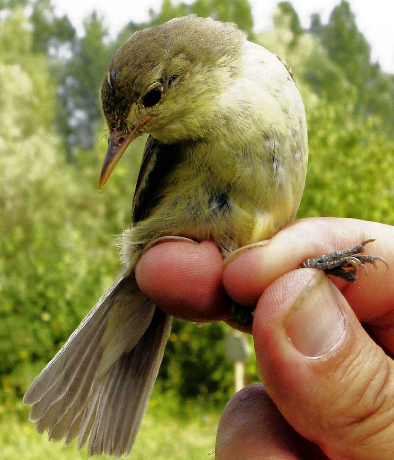 Melodious Warbler (Hippolais polyglotta) - Wiki; DISPLAY FULL IMAGE.