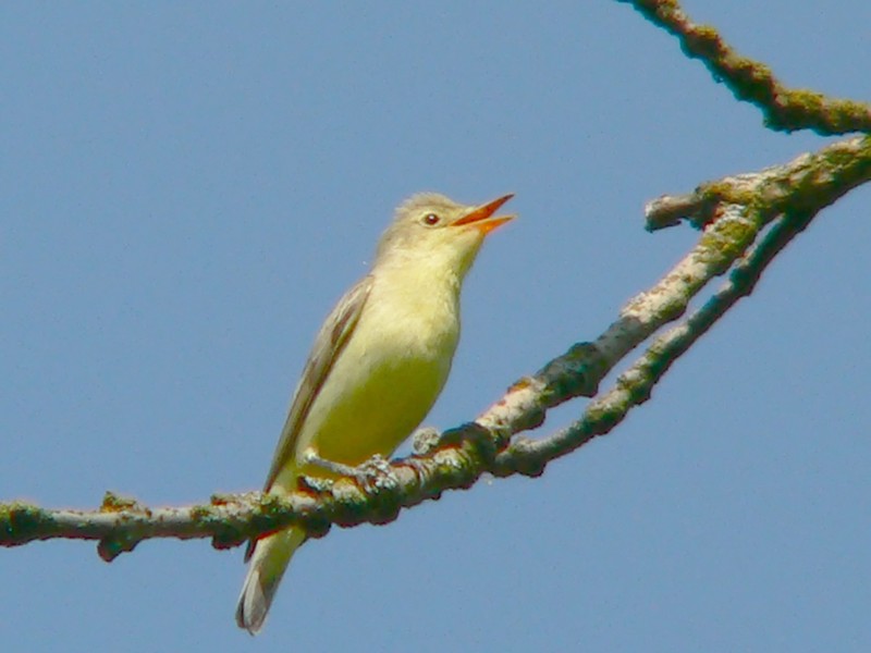 Icterine Warbler (Hippolais icterina) - Wiki; DISPLAY FULL IMAGE.