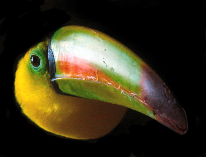 Toucan (Family: Ramphastidae) - Wiki; DISPLAY FULL IMAGE.