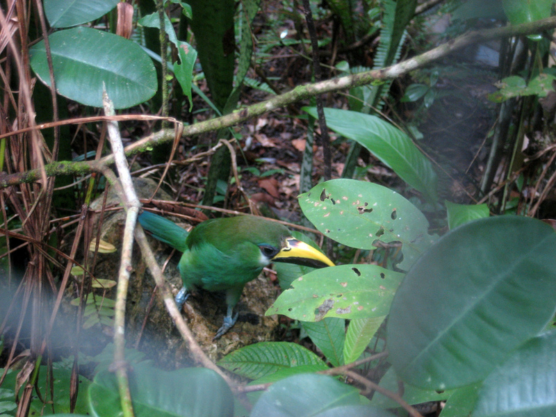 Emerald Toucanet (Aulacorhynchus prasinus); DISPLAY FULL IMAGE.