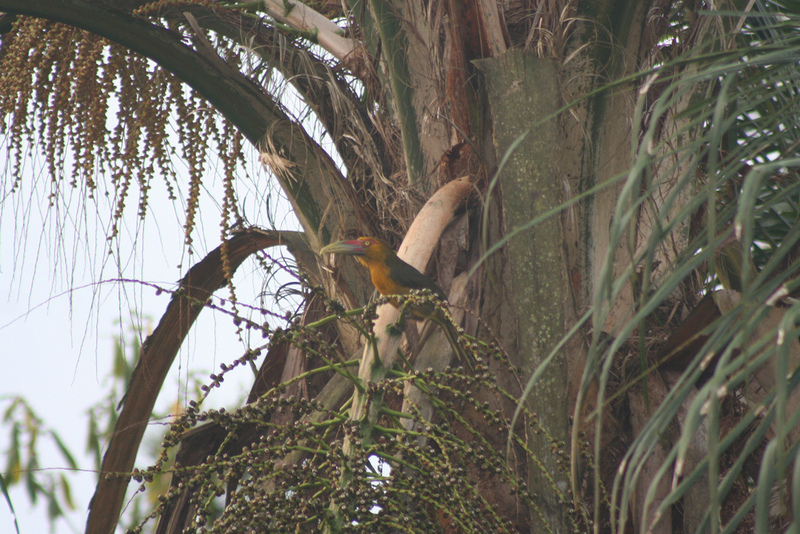 Saffron Toucanet (Pteroglossus bailloni) - Wiki; DISPLAY FULL IMAGE.