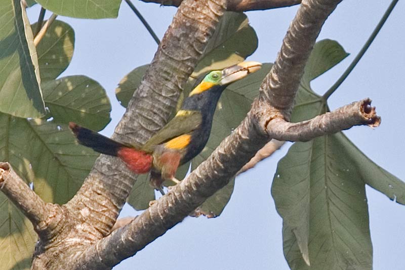 Gould's Toucanet (Selenidera gouldii) - Wiki; DISPLAY FULL IMAGE.