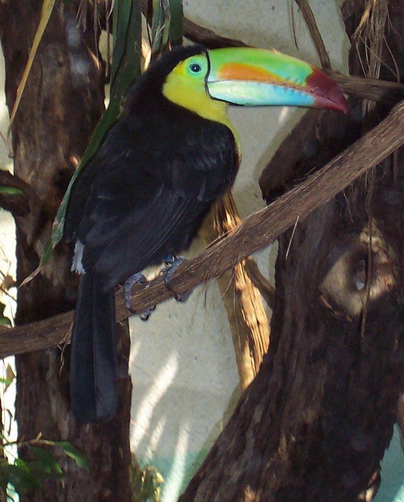 Keel-billed Toucan (Ramphastos sulfuratus) - Wiki; DISPLAY FULL IMAGE.