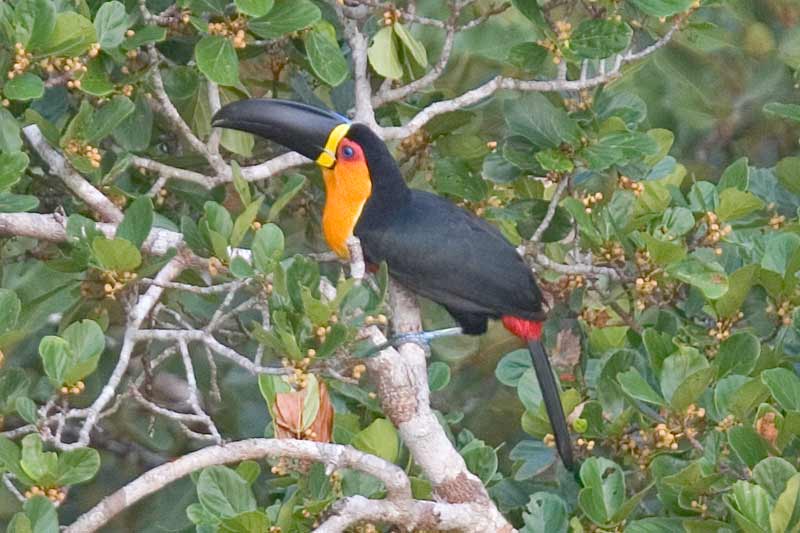 Ariel Toucan, Ramphastos vitellinus ariel; DISPLAY FULL IMAGE.