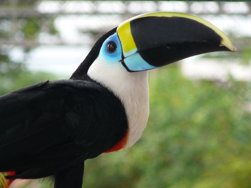 Yellow-ridged Toucan, Ramphastos vitellinus culminatus; DISPLAY FULL IMAGE.