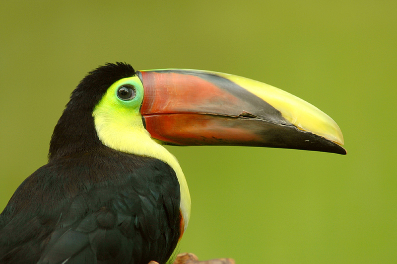 Chestnut-mandibled Toucan (Ramphastos swainsonii) - Wiki; DISPLAY FULL IMAGE.