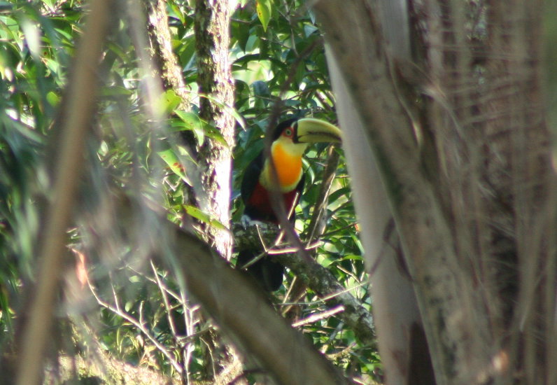 Red-breasted Toucan (Ramphastos dicolorus); DISPLAY FULL IMAGE.