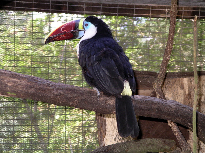 Red-billed Toucan, Ramphastos tucanus tucanus; DISPLAY FULL IMAGE.