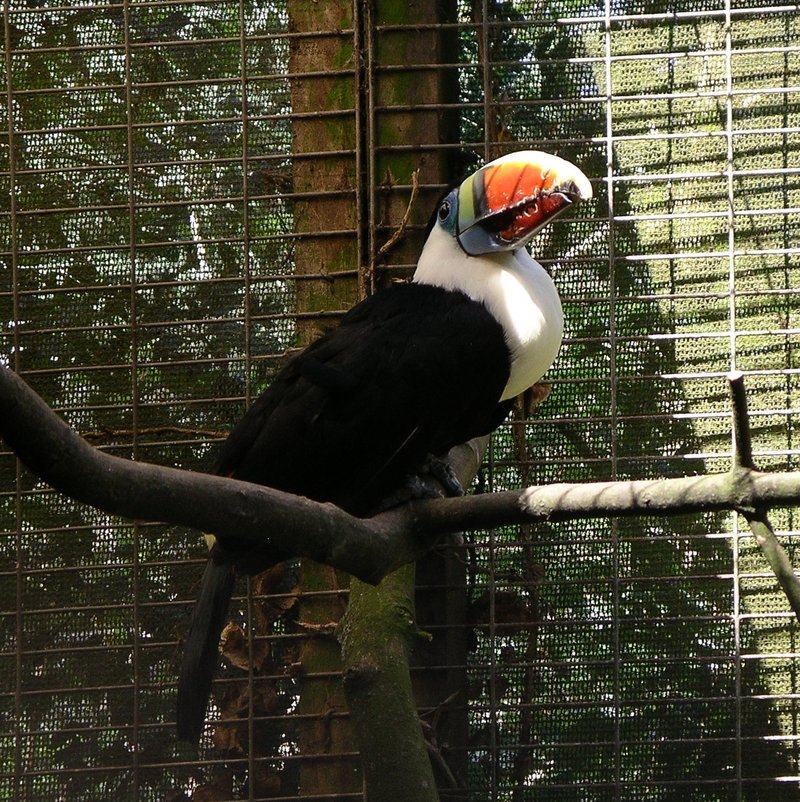 Red-billed Toucan, Ramphastos tucanus tucanus; DISPLAY FULL IMAGE.