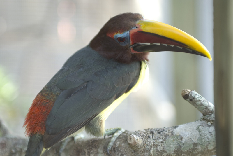 Green Aracari (Pteroglossus viridis); DISPLAY FULL IMAGE.