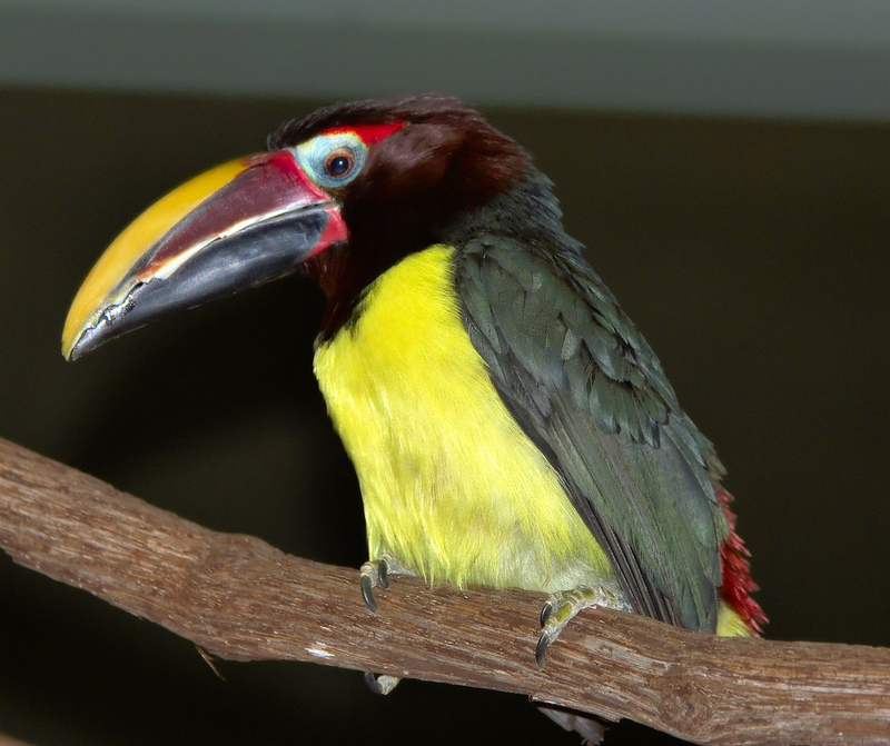 Green Aracari (Pteroglossus viridis); DISPLAY FULL IMAGE.