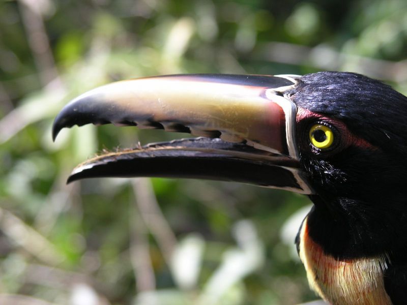 Collared Aracari, Pteroglossus torquatus; DISPLAY FULL IMAGE.