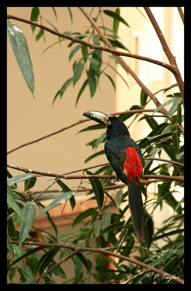 Collared Aracari, Pteroglossus torquatus; DISPLAY FULL IMAGE.