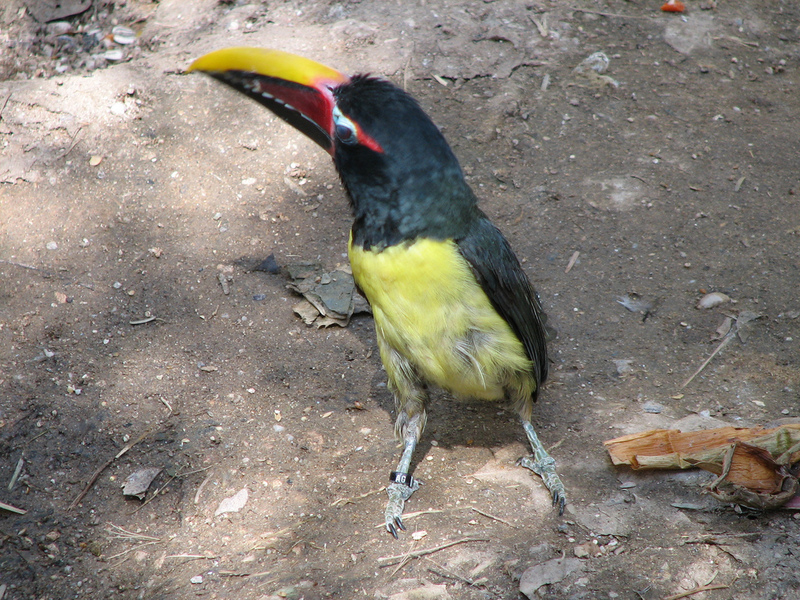 Green Aracari, Pteroglossus viridis; DISPLAY FULL IMAGE.