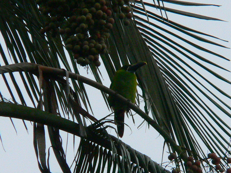 Santa Marta Toucanet, Aulacorhynchus prasinus lautus; DISPLAY FULL IMAGE.