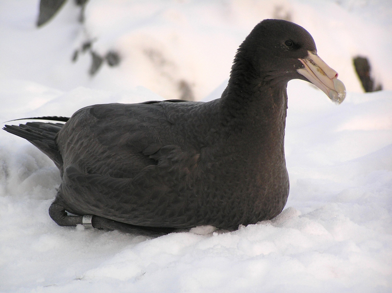 Petrel (Order: Procellariiformes) - Wiki; DISPLAY FULL IMAGE.