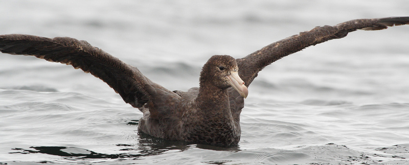 Northern Giant Petrel (Macronectes halli); DISPLAY FULL IMAGE.