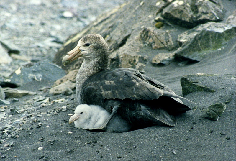 Giant Petrel (Genus: Macronectes) - Wiki; DISPLAY FULL IMAGE.