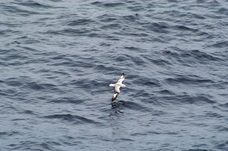 Southern Fulmar - Fulmarus glacialoides; DISPLAY FULL IMAGE.