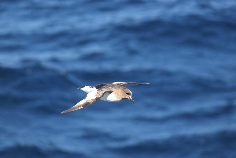 Antarctic Petrel (Thalassoica antarctica) - Wiki; DISPLAY FULL IMAGE.