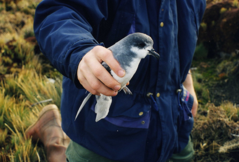 Blue Petrel (Halobaena caerulea) - Wiki; DISPLAY FULL IMAGE.