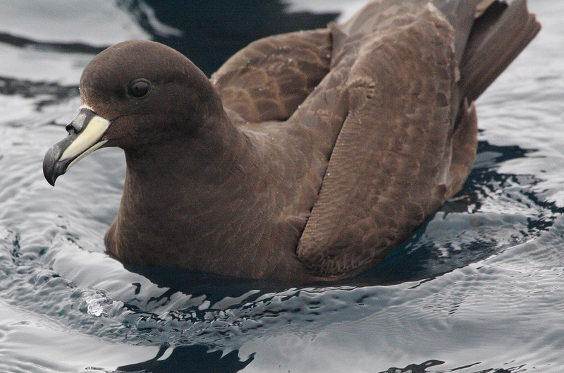 Genus: Procellaria (petrels) - Wiki; DISPLAY FULL IMAGE.