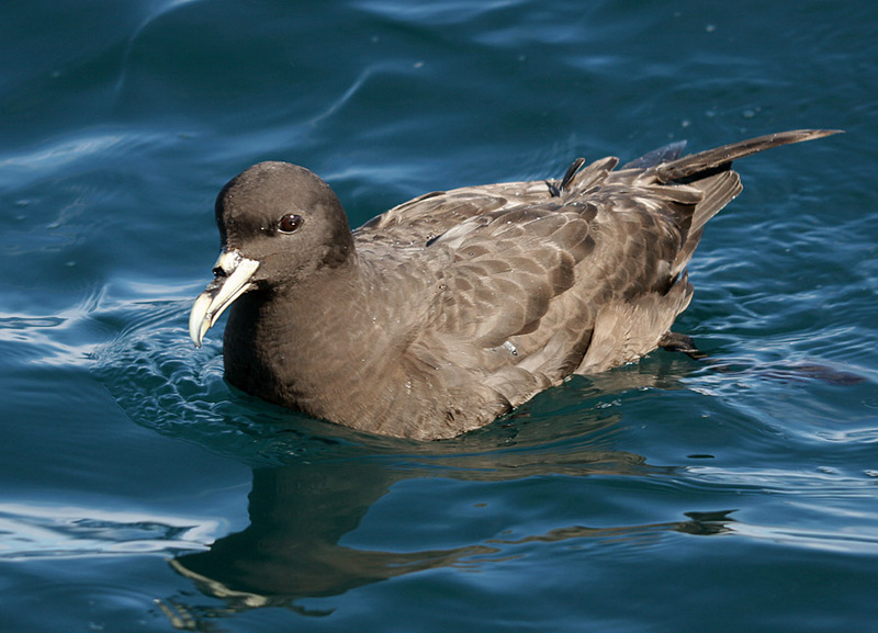 White-chinned Petrel (Procellaria aequinoctialis) - Wiki; DISPLAY FULL IMAGE.