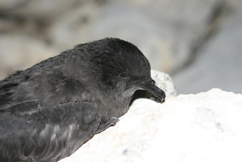 Genus: Bulweria (petrels) - Wiki; DISPLAY FULL IMAGE.