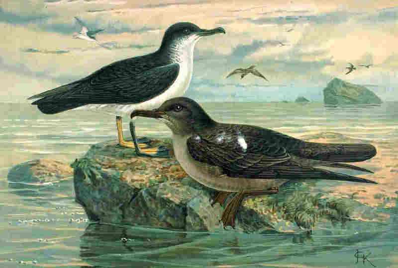 Manx Shearwater (Puffinus puffinus) - Wiki; DISPLAY FULL IMAGE.