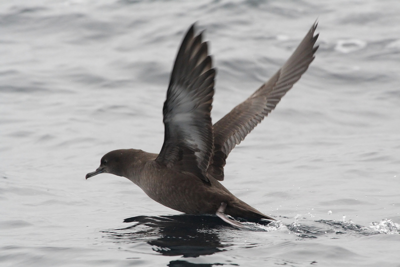 Sooty Shearwater (Puffinus griseus) taking off; DISPLAY FULL IMAGE.