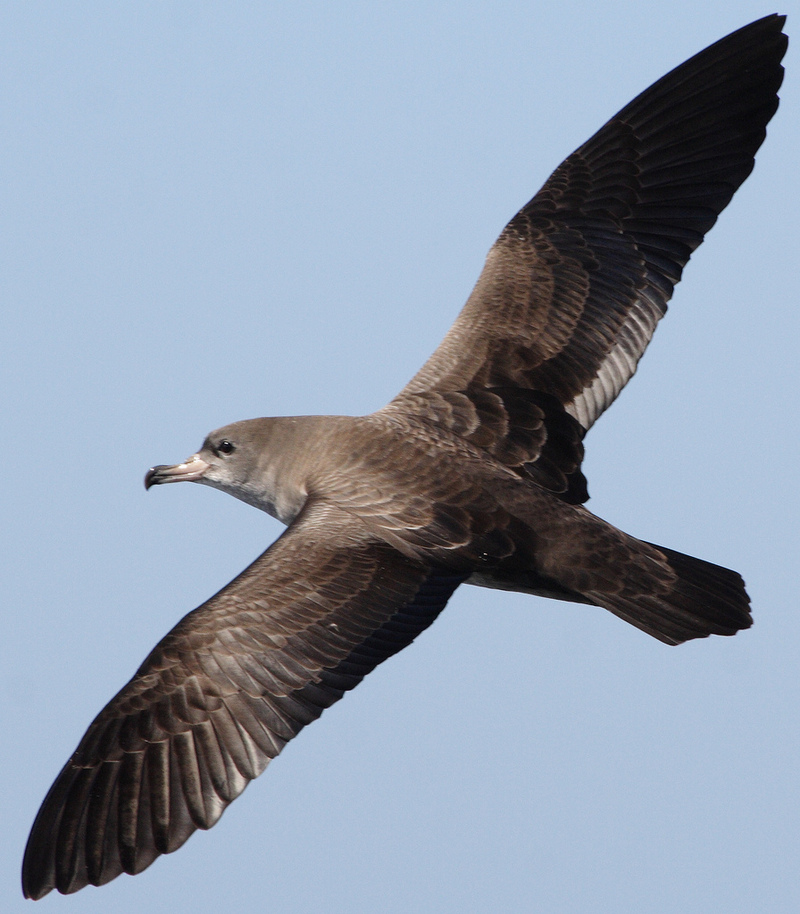 Pink-footed Shearwater (Puffinus creatopus) - Wiki; DISPLAY FULL IMAGE.