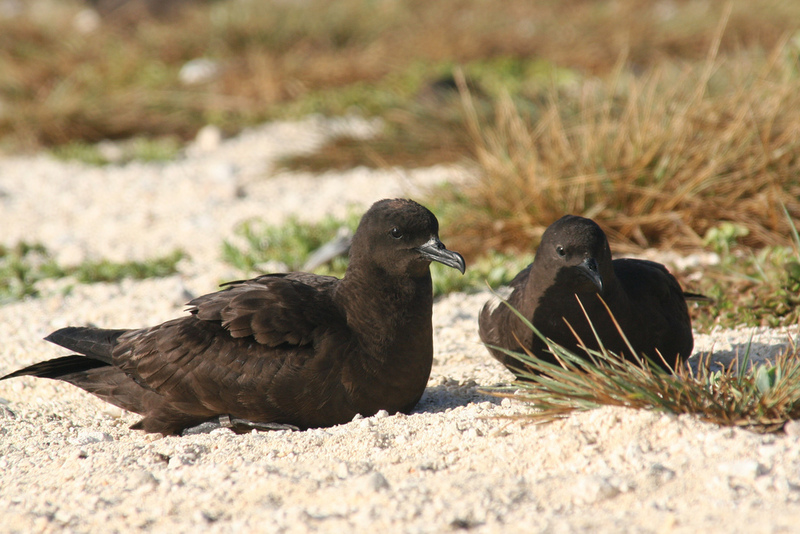 Christmas Shearwater (Puffinus nativitatis) pair; DISPLAY FULL IMAGE.