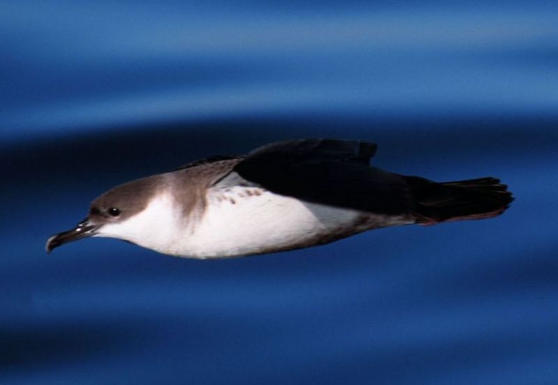 Great Shearwater (Puffinus gravis) in flight; DISPLAY FULL IMAGE.