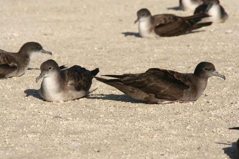 Wedge-tailed Shearwater (Puffinus pacificus) - Wiki; DISPLAY FULL IMAGE.