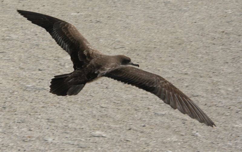 Wedge-tailed Shearwater (Puffinus pacificus) in flight; DISPLAY FULL IMAGE.