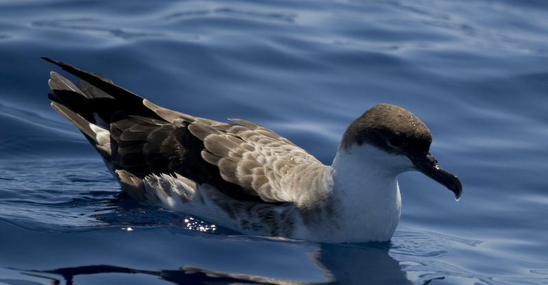 Greater Shearwater (Puffinus gravis) floating; DISPLAY FULL IMAGE.