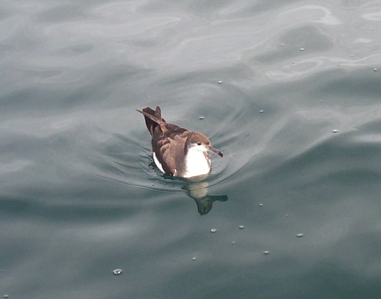 Buller's Shearwater (Puffinus bulleri) - Wiki; DISPLAY FULL IMAGE.